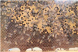 Bees in a Manmade Hive