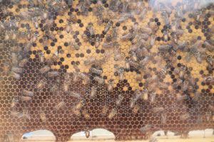 Bees in a Manmade Hive